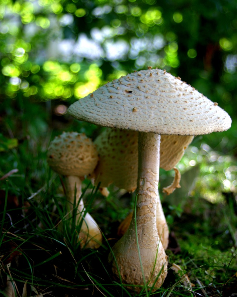 Macro mushroom