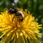 Pollen Collector