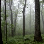 Misty Green photo gallery entry