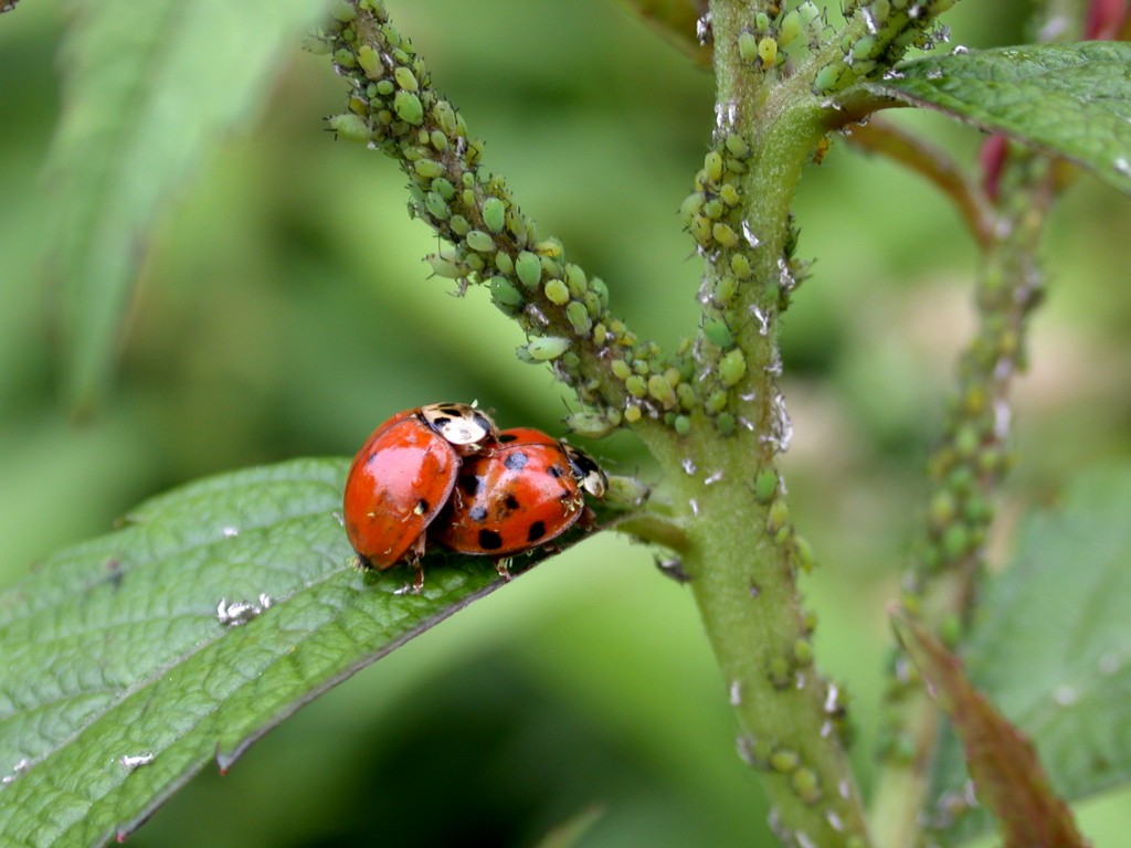 Ladybugs and aphides