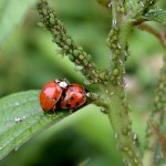 Ladybugs and aphides