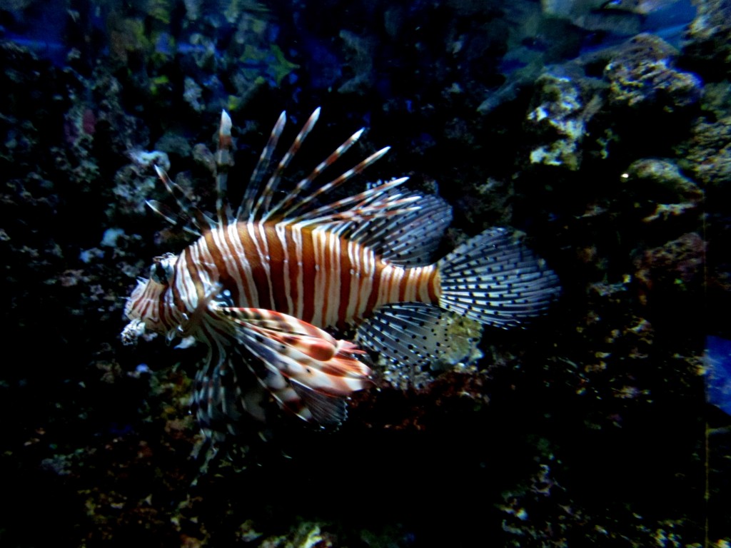 San Diego Aquarium